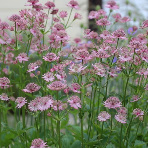 Astrantia major 'Rosensinfonie' - Suur tähtputk 'Rosensinfonie' P9/0,55L